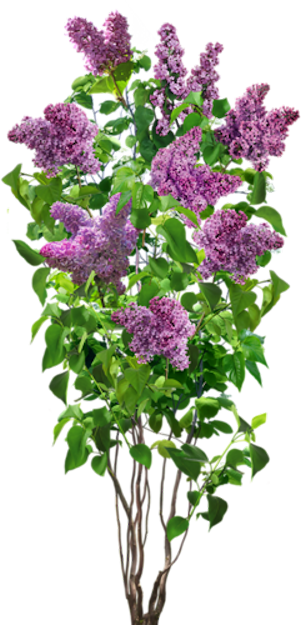 Défi 73:Lilas au jardin