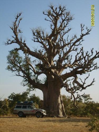 Baobab