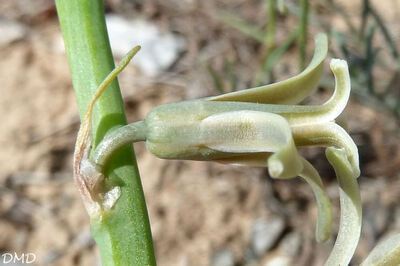 Dipcadi serotinum   -   dipcadi tardif