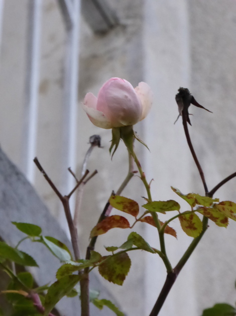 Mon Jardin le 17 novembre (moins d'un mois).