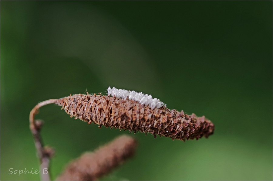 Une vie de coccinelle .