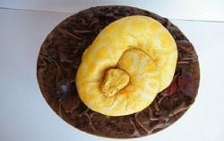 Gâteau Python