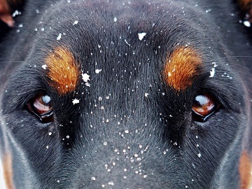 Les chiens archéologues ... 