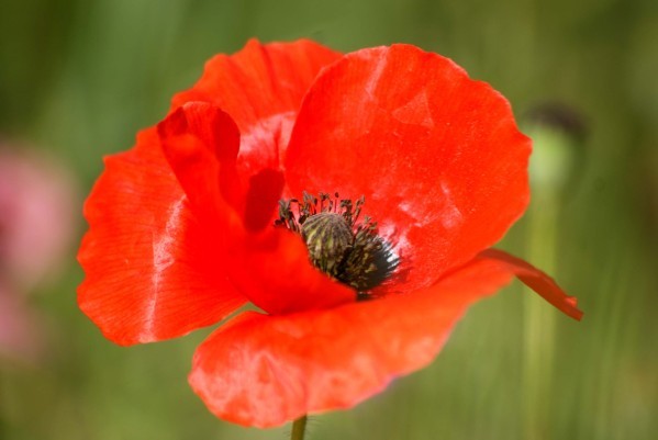 Coquelicot 10631