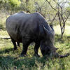 Rhinocéros (Kruger - Afrique du Sud)