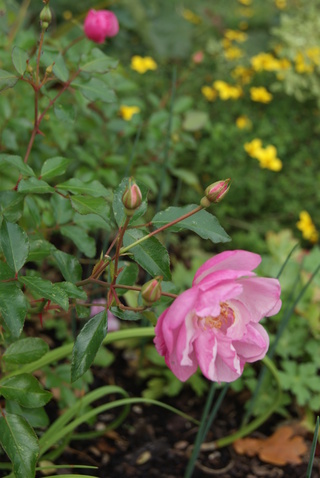 rose Louis Blériot de Meilland