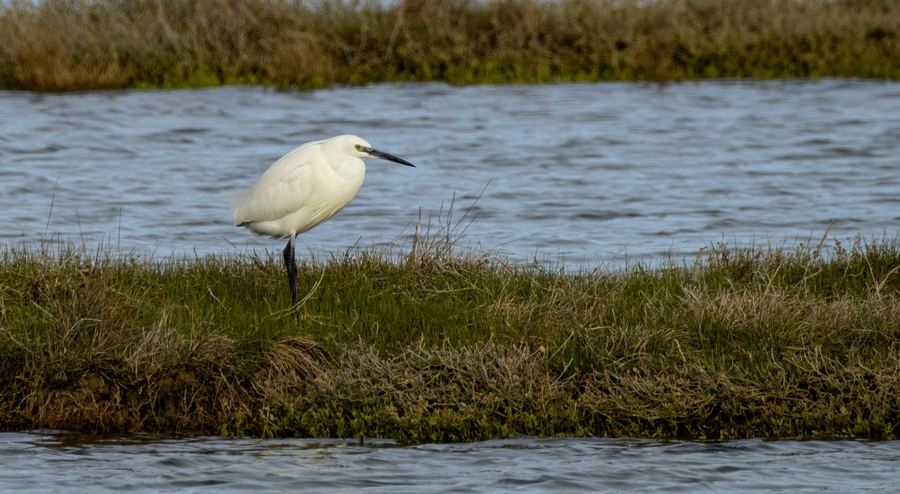 Entre dunes et marais.