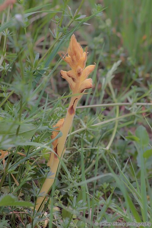 Orobanche caryophyllacea (Orobanche giroflée, Orobanche à odeur d'Oeillet) - saint jean de chevelu - Savoie - Avril 2020