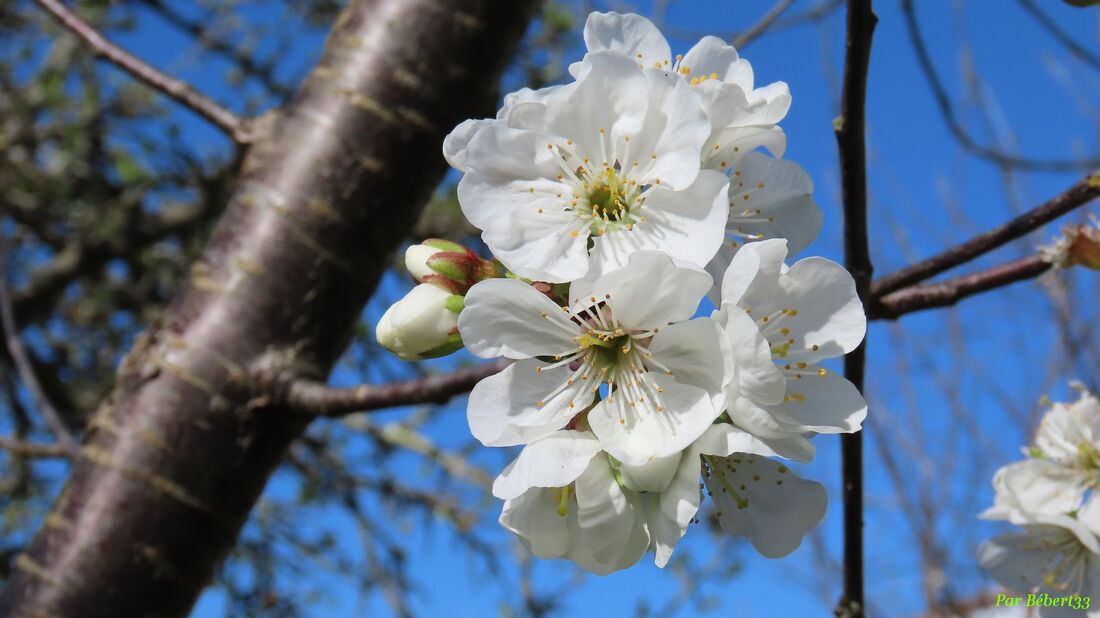 des bébêtes sur nos fleurs  !