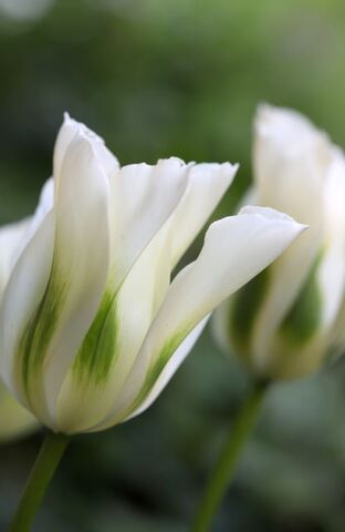 Tulipes 2024 : Spring Green