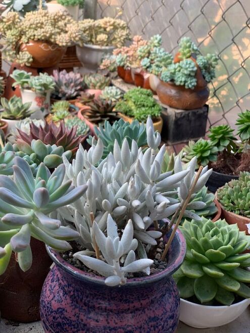 Les plantes succulentes