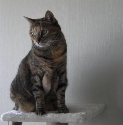 La vie rêvée de mon chat ( lecture: 3 min)