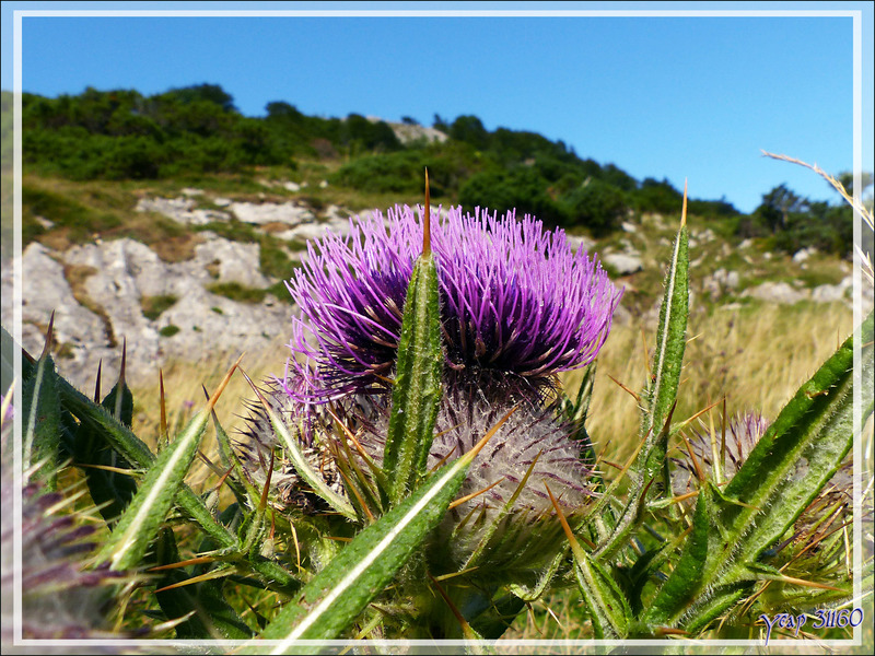 Cirse ou Chardon laineux en fleur (cirsium eriophorum) - Massif du Gar - 31