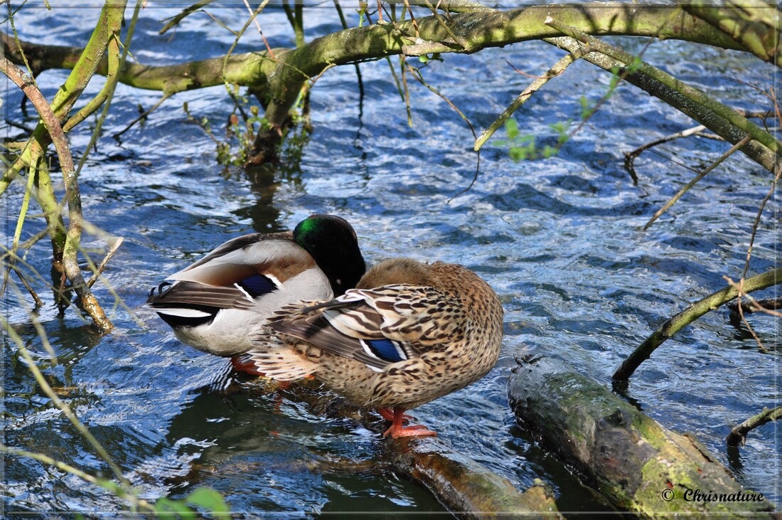 Toilette de Mr & Me Colvert