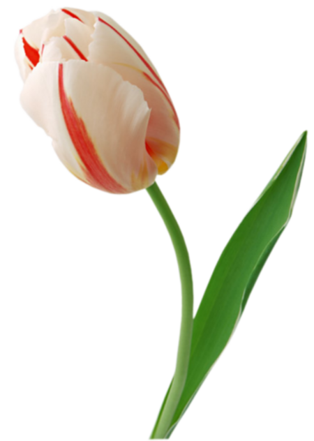 Fleurs ( tulpies )