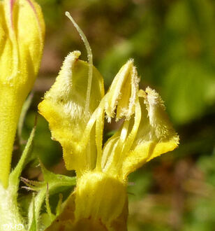 Melampyrum catalaunicum  - mélampyre vaudois ?