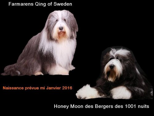 ♥ Bébés d' Honey Moon ♥  *arrière petite-filles d' Athos*