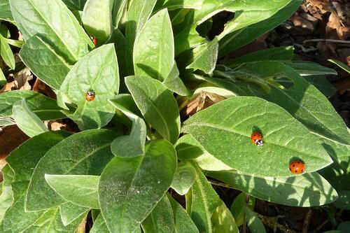 Mes petits habitants du jardin en Janvier.