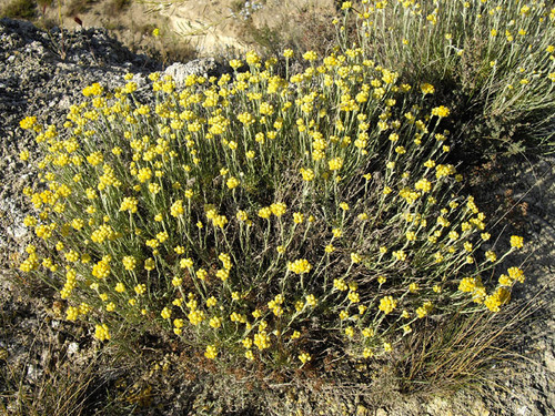 Helichrysum stoechas Immortelle commune.JPG