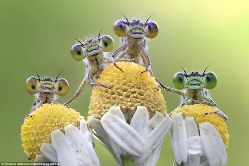 Magnifiques libellules
