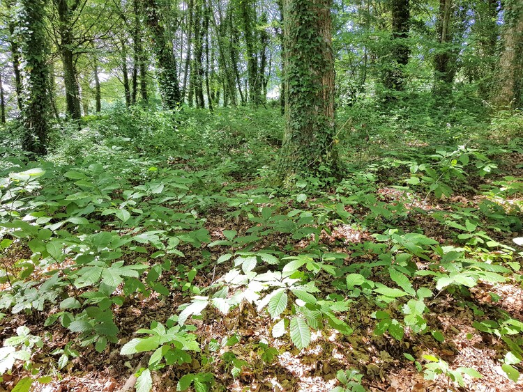 Domaine du Lain à Gestel Morbihan Bretagne - Promenons nous dans les bois