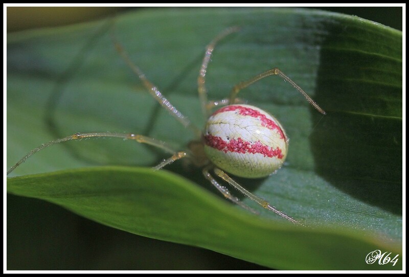 araignée : Enoplognatha ovata