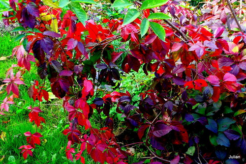 Les feuilles rouges de la vigne vierge