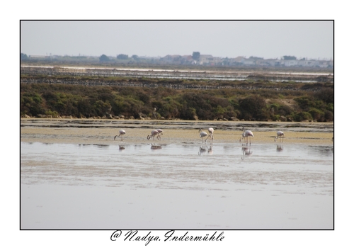 Flamand rose