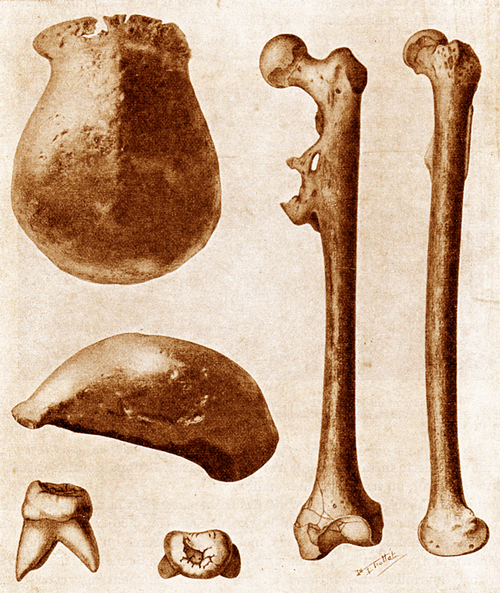 Fossiles ayant servi à définir Pithecanthropus erectus..jpg