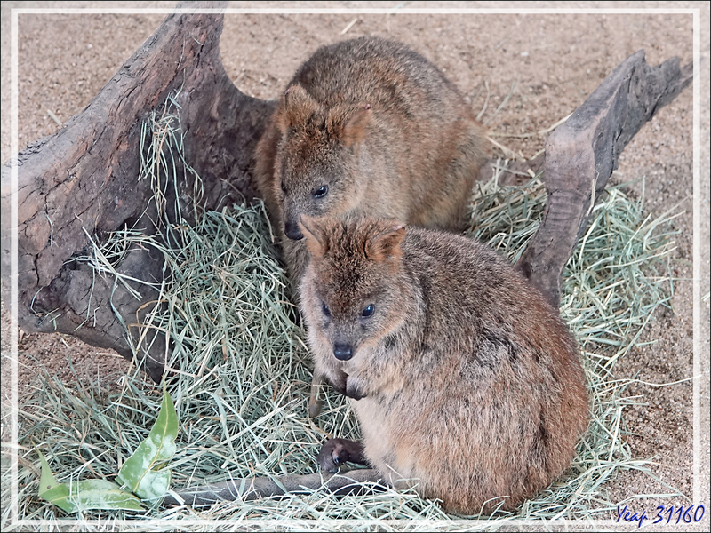D'autres marsupiaux - Kuranda - Queensland - Australie