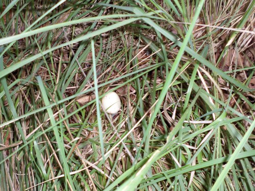 Les champignons sont ils là ?