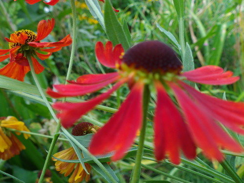 les aventures du jardin 