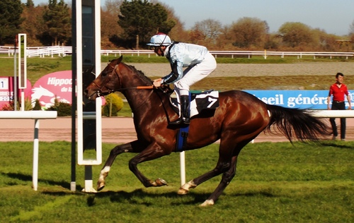 Hippodrome de la Baie Yffiniac - Réunion du 16 Mars 2014