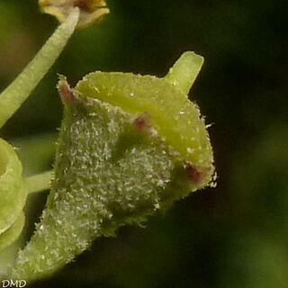 Hedera helix - lierre