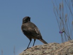 Oiseaux