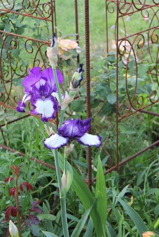 iris plicata 'Stepping out'