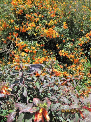 streptosolen jamesonii "Marmelade Bush" (Solanaceae) Andes