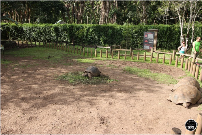 Les tortues de Chamarel