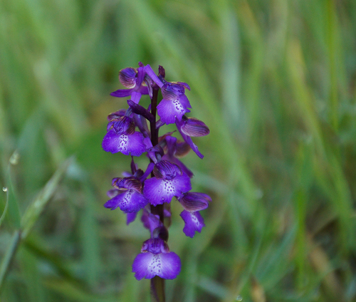 Orchis bouffon (merci Pierre)