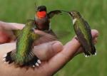 Le Colibri