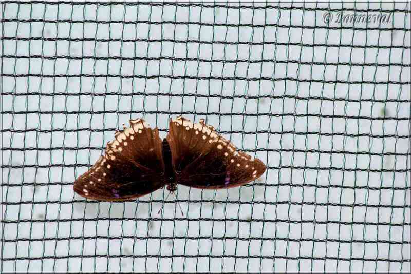 Papillons tropicaux Hypolimnas bolina femelle