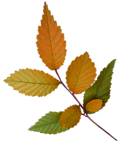 Tubes feuilles