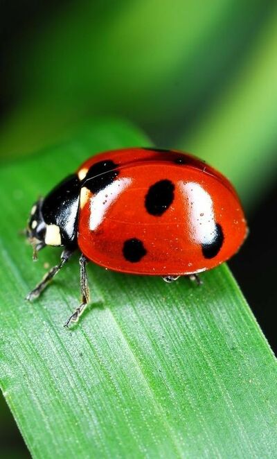 Coccinelles