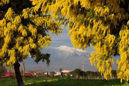 MONTAGNE ET MIMOSA