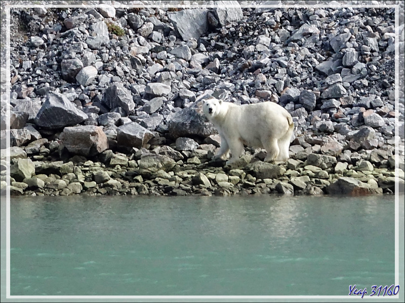La baleine étant loin, l'ours reporte son intérêt vers le navire  - Icy Fjord - Nunavut