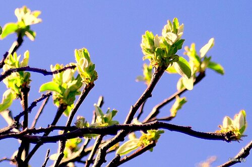 Les bourgeons avant les feuilles