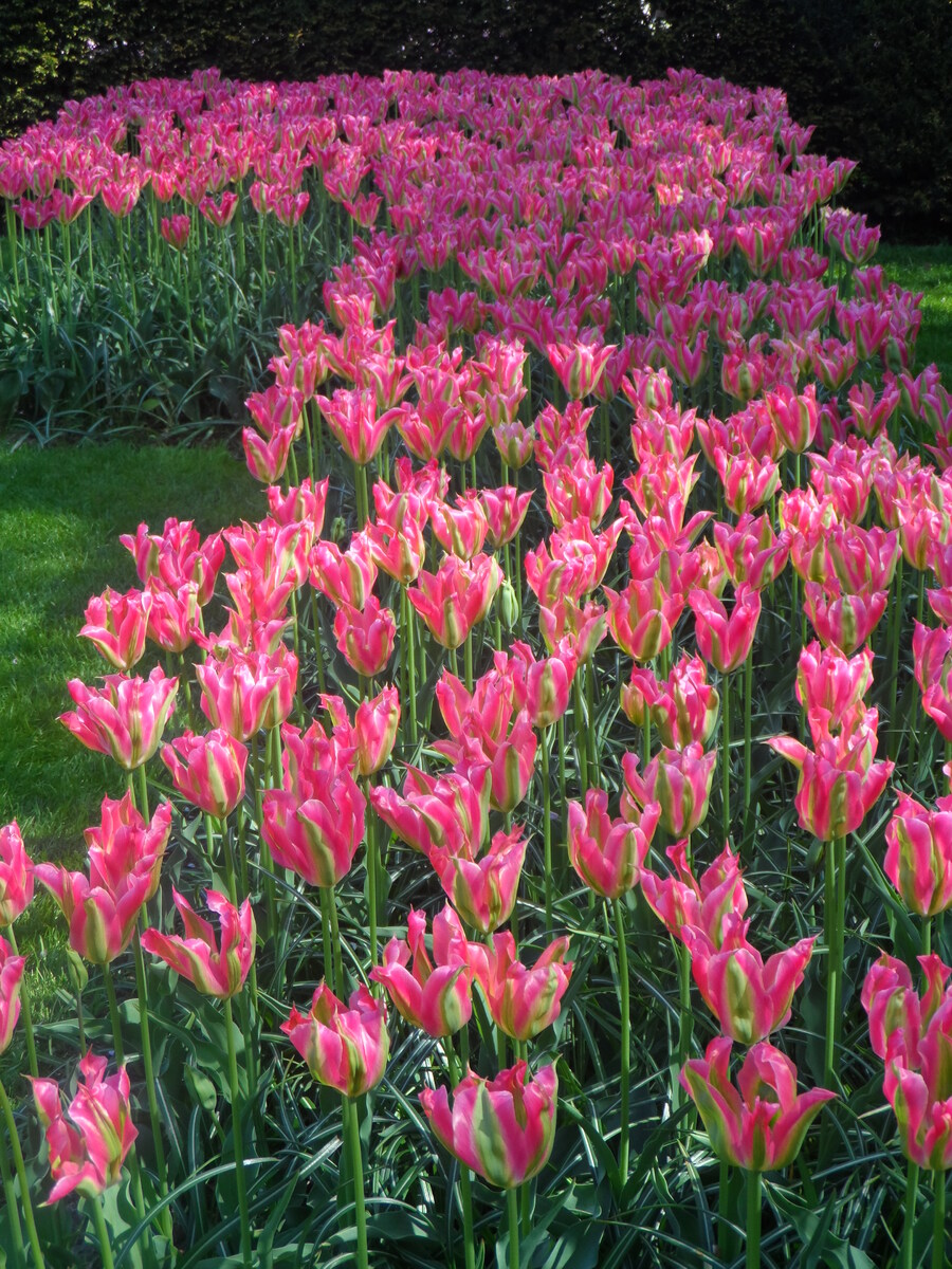 SUITE N°2 DES PHOTOS DE KEUKENHOF