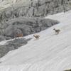 Harde d'isards sur la neige