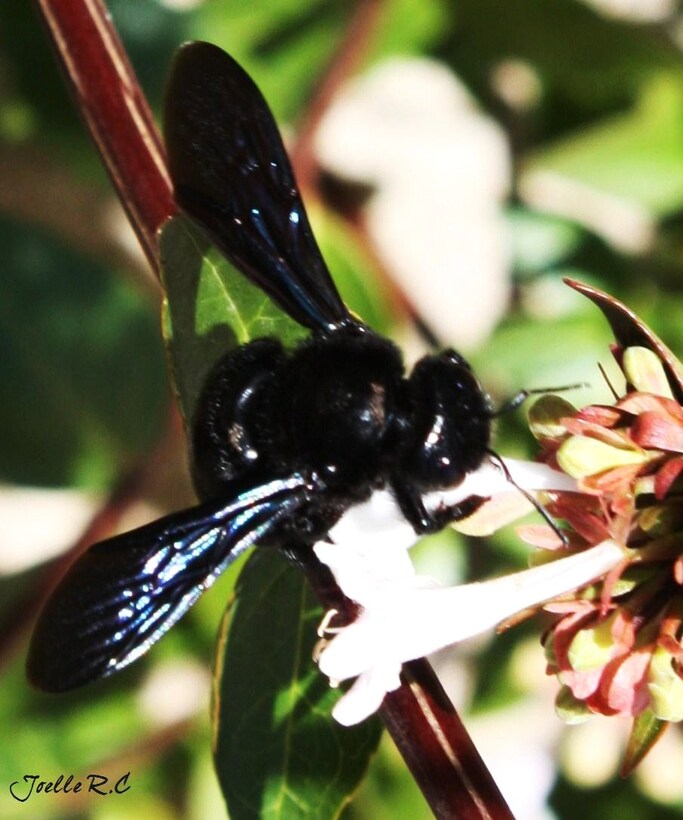 Abeille charpentière