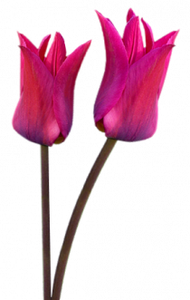 Tubes png tulipes
